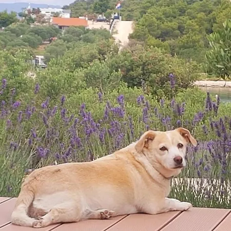 Eden Lady Mobile Home, Croatia, 아파트